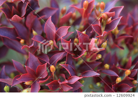 Natural plant Dudanzuki You can enjoy beautiful autumn leaves with familiar fences Natural plant Dudanzuki You can enjoy beautiful autumn leaves with familiar fences 12609924
