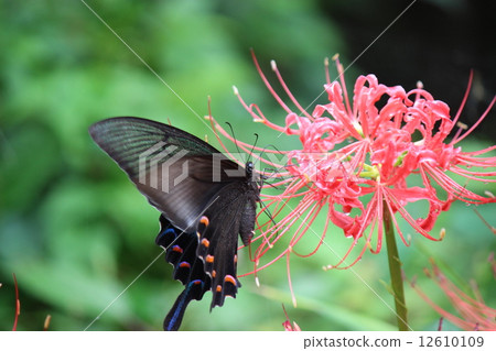 Miyama crow bean jelly Miyama crow bean jelly 12610109