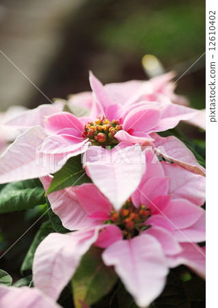 粉紅色的一品紅 粉紅色的一品紅 12610402