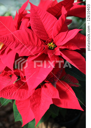 Red Poinsettia 12610403