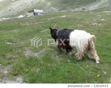 瑞士黑頭山羊 12610431