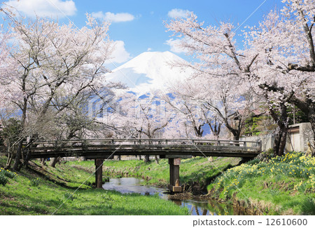 忍野的櫻花 忍野的櫻花 12610600