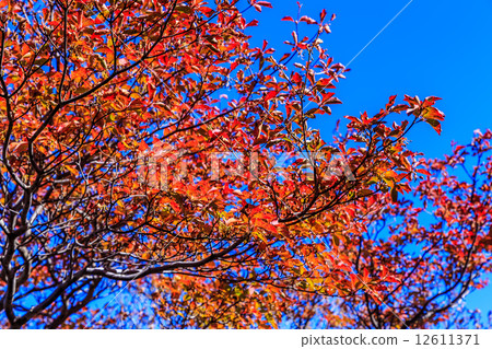 Autumn leaves of Mikado volcano Autumn leaves of Mikado volcano 12611371