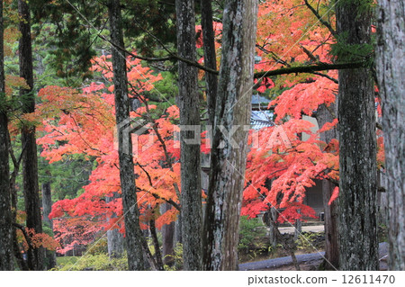 Konoyama, Kinshu Konoyama, Kinshu 12611470