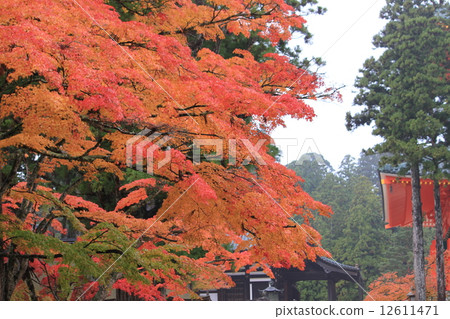 Konoyama, Kinshu Konoyama, Kinshu 12611471