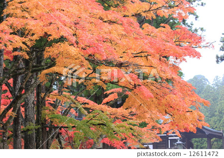 Konoyama, Kinshu Konoyama, Kinshu 12611472