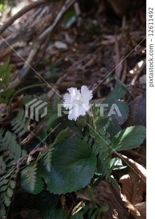 Livestock 3 12611492