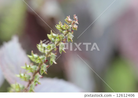 Tilmentendo Tilmentendo 12612406