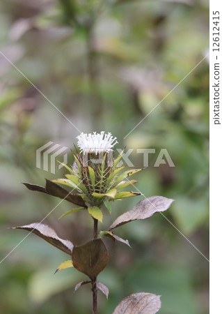 Okera Okera 12612415