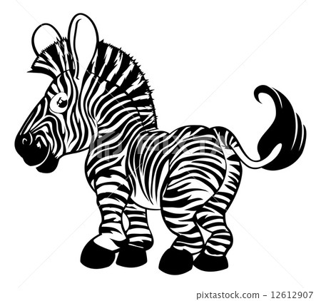 Black and white zebra 12612907