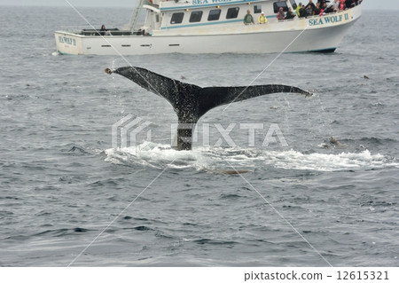 鯨魚看 12615321