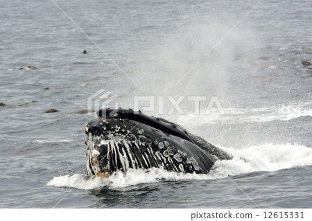 Whale watching 12615331
