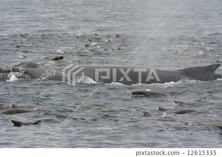 Whale watching 12615335