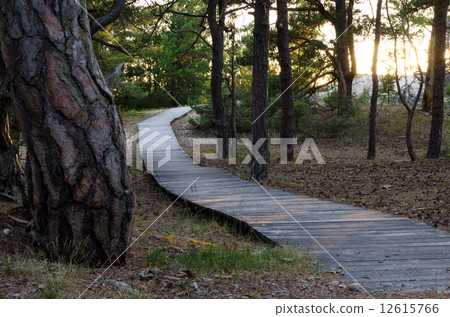 Pine forest at beach with wooden foothpath 12615766