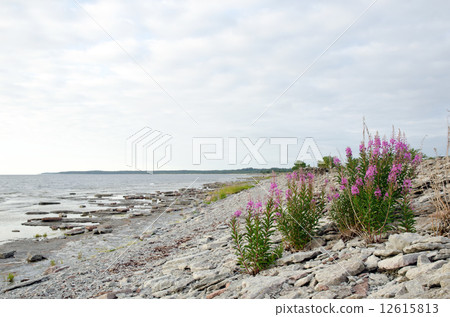 Pink flowers at a stony beach Pink flowers at a stony beach 12615813