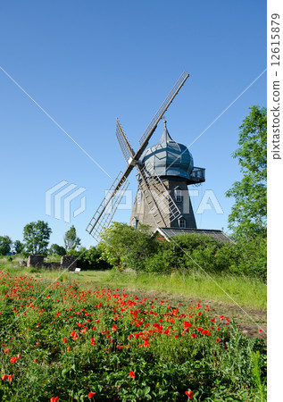 Poppy field with windmill 12615879