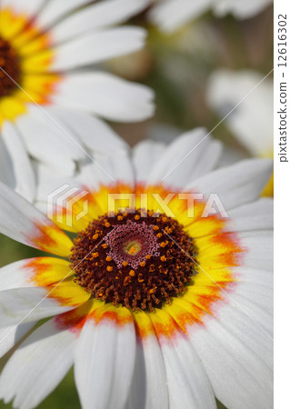 Hana navigica花 12616302