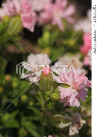 Fuccona鹿的芽 Fuccona鹿的芽 12616305