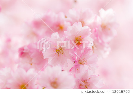 蕨眼淚(特寫) 蕨眼淚(特寫) 12616703