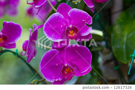 Orchids in the garden (Phalaenopsis Hybrid) 12617326