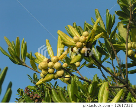 The fruit of Tibera which began to be colored illuminated by the sunset 12617338