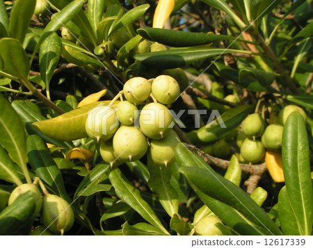 The fruit of Tibera which began to be colored illuminated by the sunset 12617339
