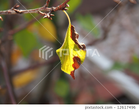 Cherry leaf Cherry leaf 12617496