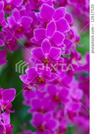 Pink Orchids  (Phalaenopsis Hybrid) 12617520