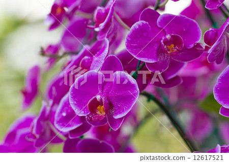 Pink Orchids (Phalaenopsis Hybrid) 12617521
