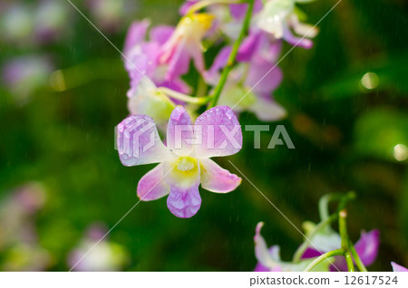 Phalaenopsis Hybrid 12617524