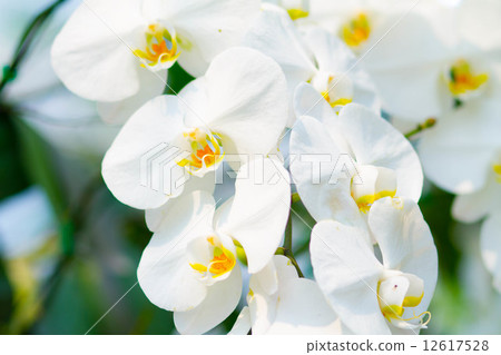 White Orchids in the garden (Phalaenopsis Hybrid) 12617528