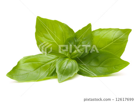 Sweet basil leaves Sweet basil leaves 12617699
