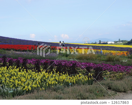 Kan farm flower garden Kan farm flower garden 12617863