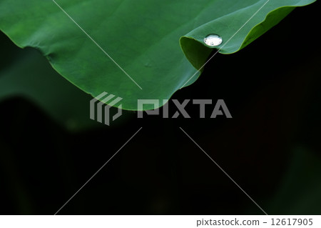Lotus leaf Lotus leaf 12617905