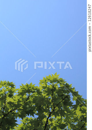 Young leaves and sky blue sky Young leaves and sky blue sky 12618247