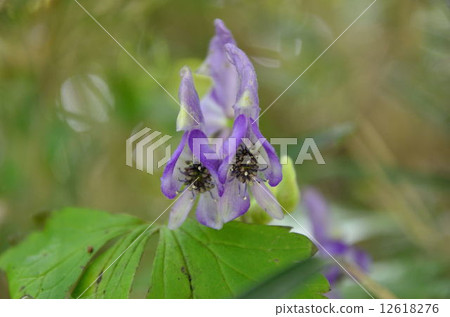 附子 附子 12618276