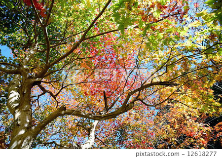 秋天的樹葉 12618277