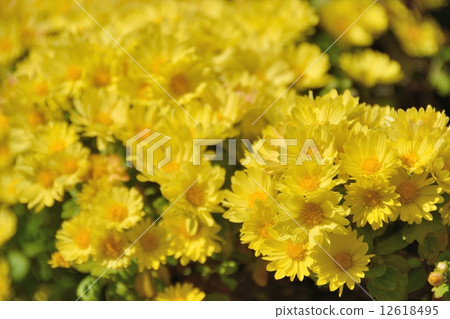 Yellow gigantic in the light filled garden Yellow gigantic in the light filled garden 12618495