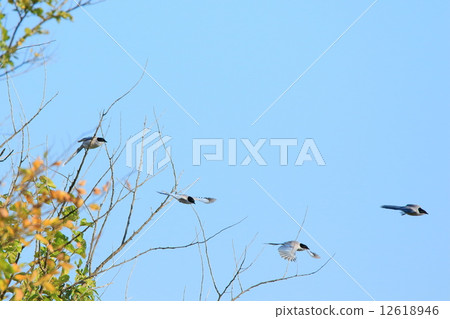 Flight of Onaga 12618946