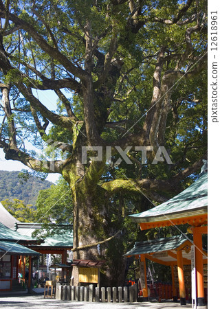 Kumano Nachi Taisha Shrine Kusunoki Kumano Nachi Taisha Shrine Kusunoki 12618961