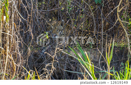 Wild Jaguar behind plants in riverbank, Pantanal, Brazil 12619149