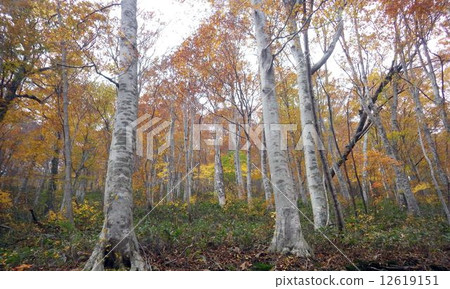 山毛櫸森林 12619151