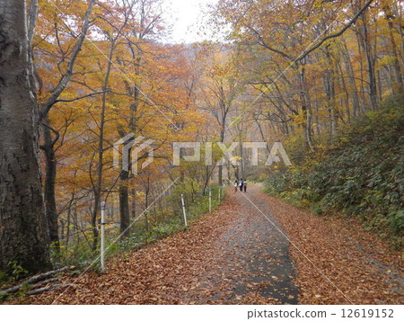 山毛櫸森林 12619152