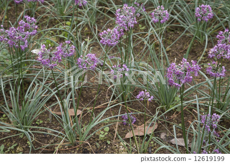 Rakkyo flower Rakkyo flower 12619199