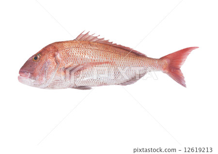 Natural red sea bream 12619213