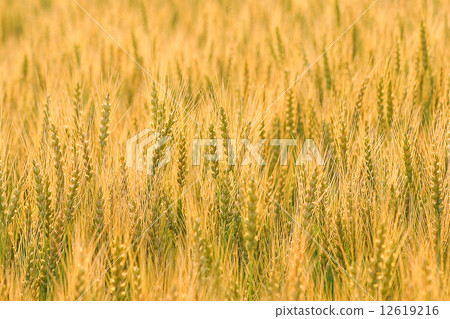 小麥 小麥 12619216