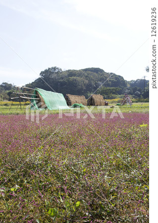 Persicaria longise Persicaria longise 12619236
