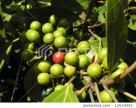 A lot of tree planted planting on the prefectural road side of Kemigawa river beach 12619483