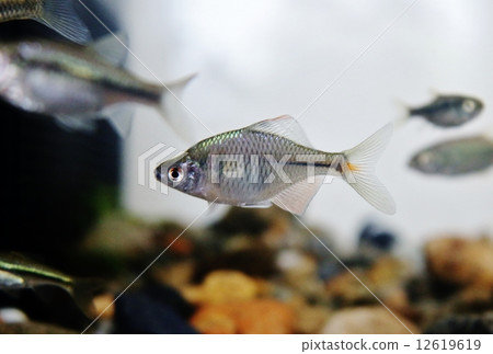 Tyric Ballatanago Tyric Ballatanago 12619619
