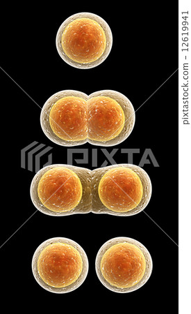 Process division of cell 12619941